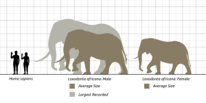 639px-African-Elephant-Scale-Chart-SVG-Steveoc86.svg.png